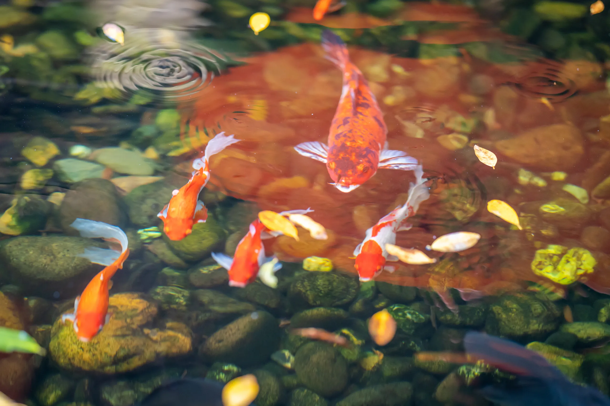 Koi carp among stones in the courtyard pond