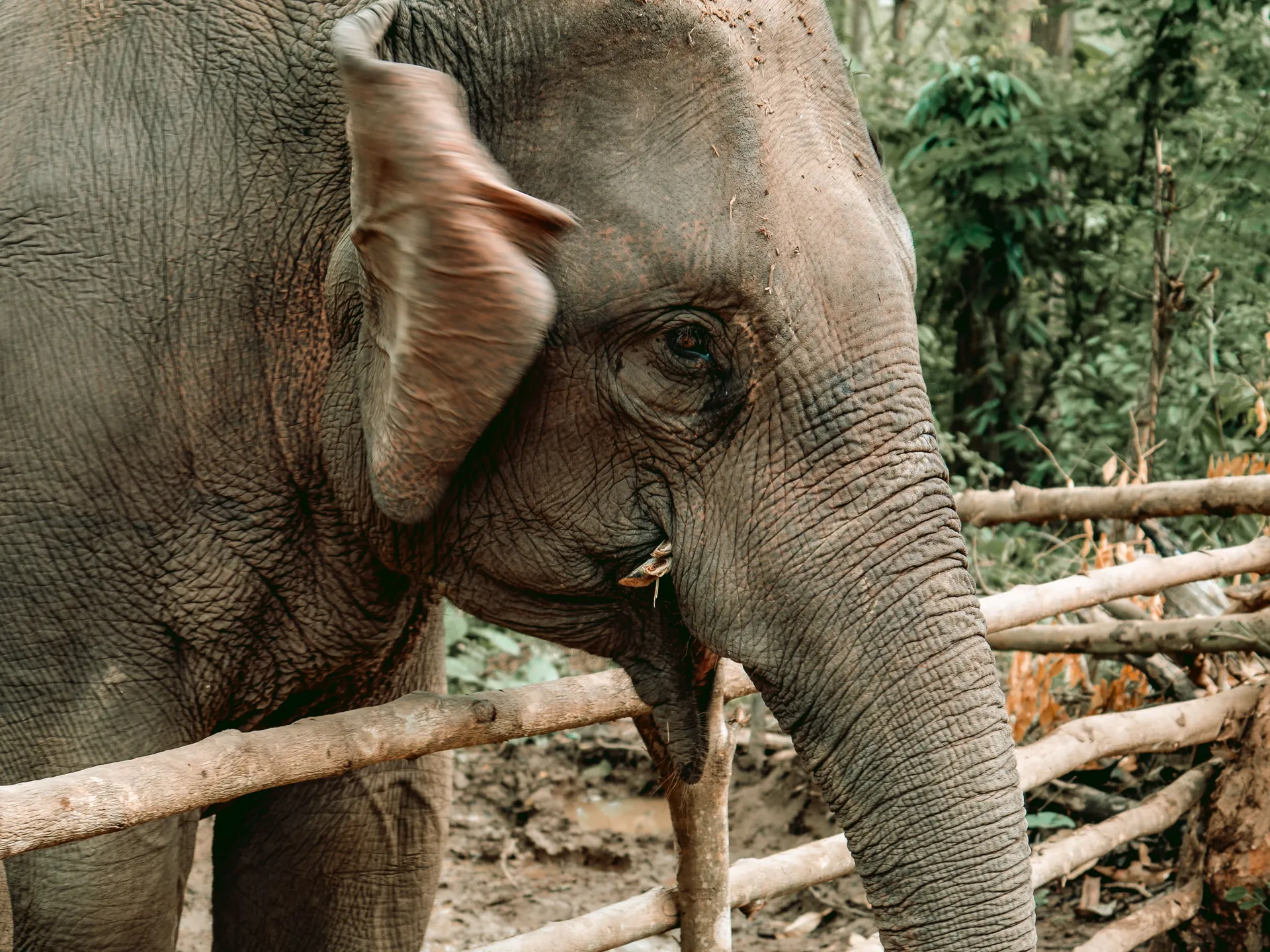 An Asian elephant at a sanctuary in the hills near Luang Prabang